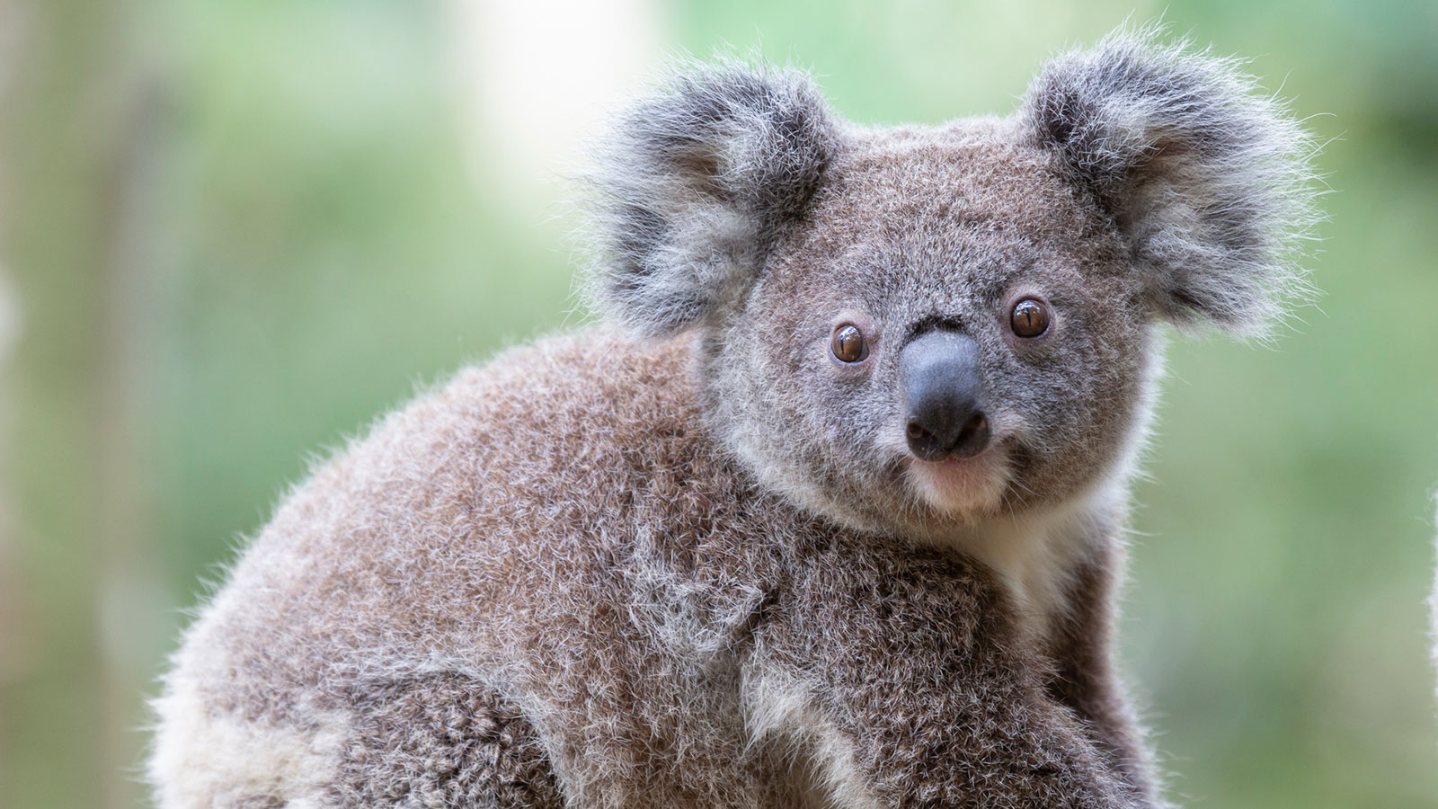 koala threats and predators